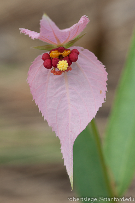 red flower